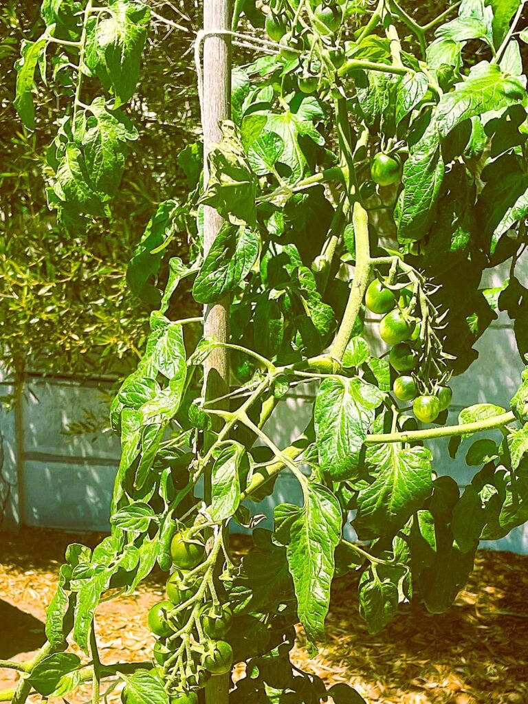 Yellow green cherry tomato growing in garden with many fruits
