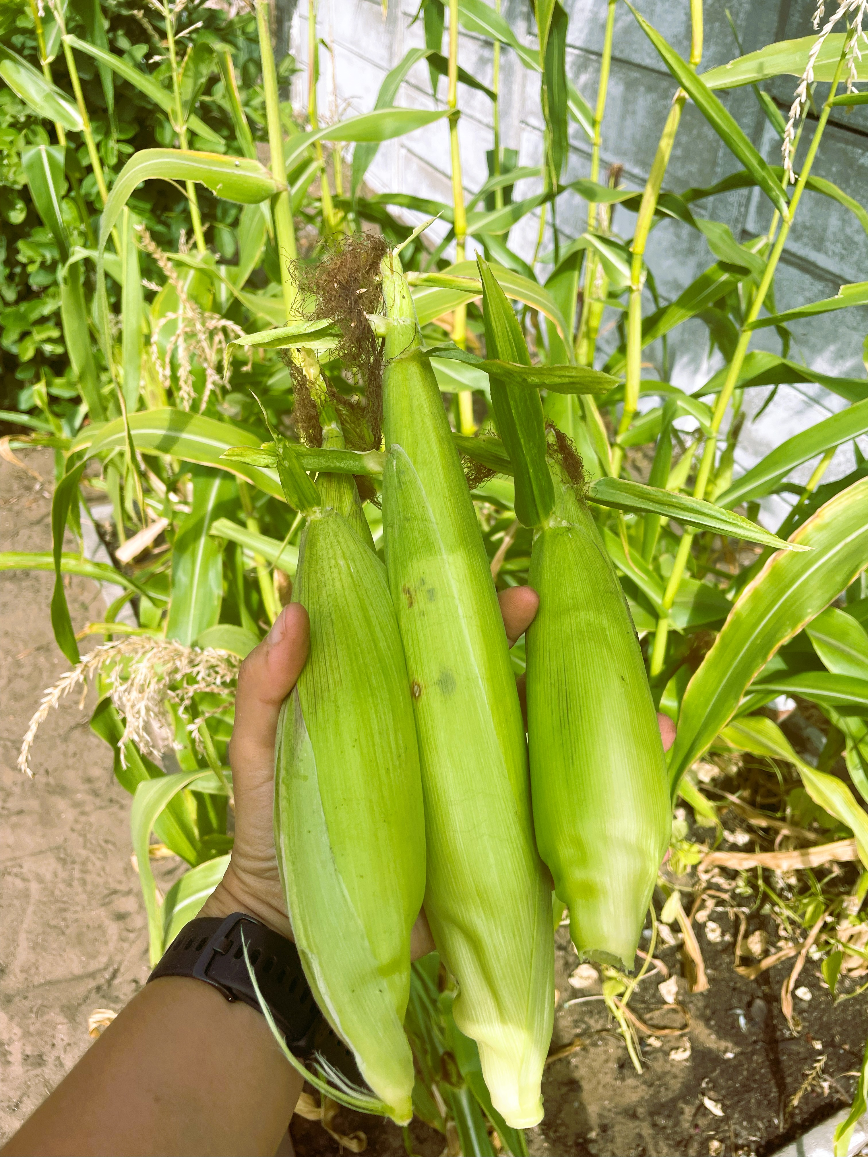 Sweetcorn harvest