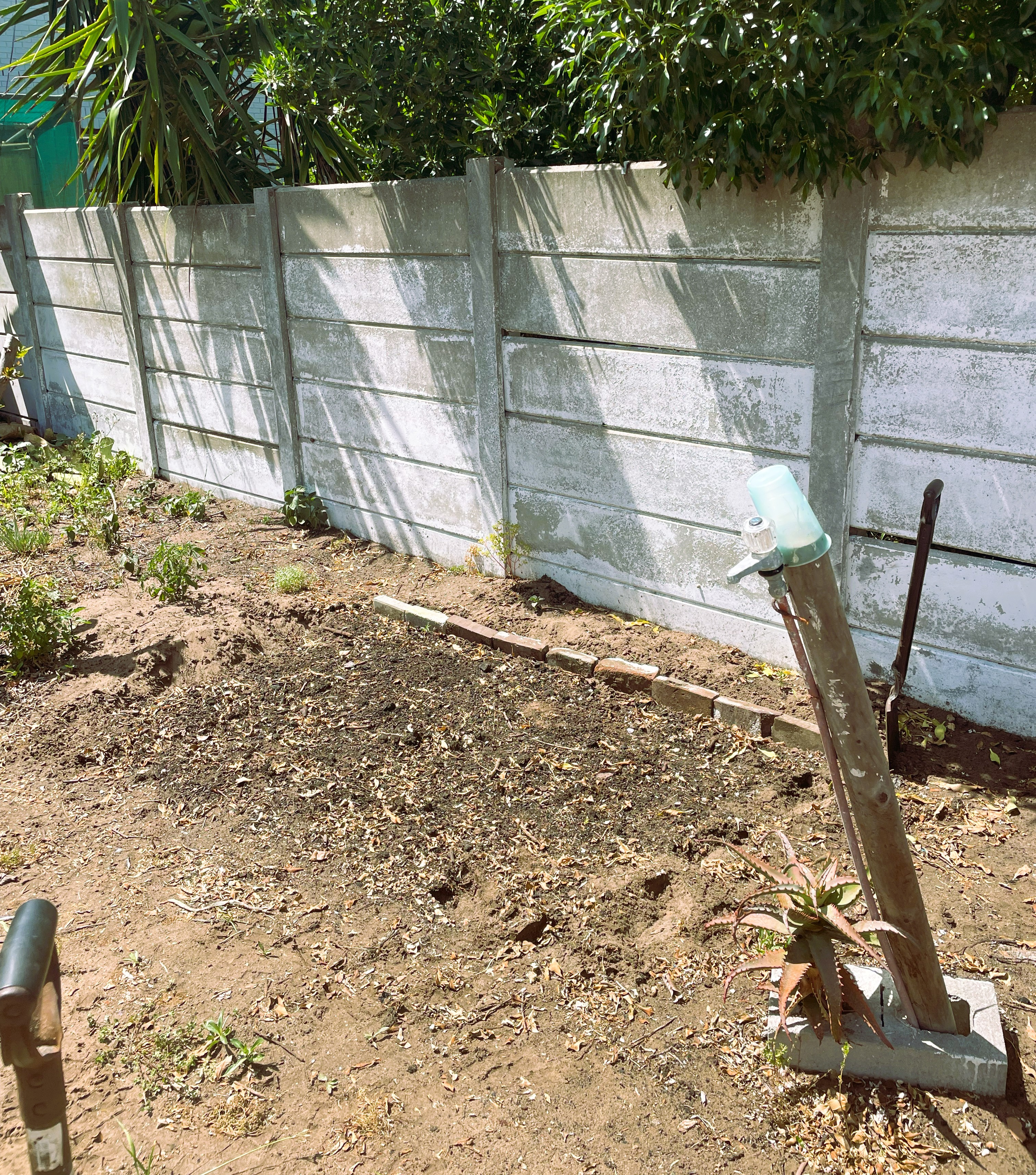 Garden bed preparation for sweet corn planting