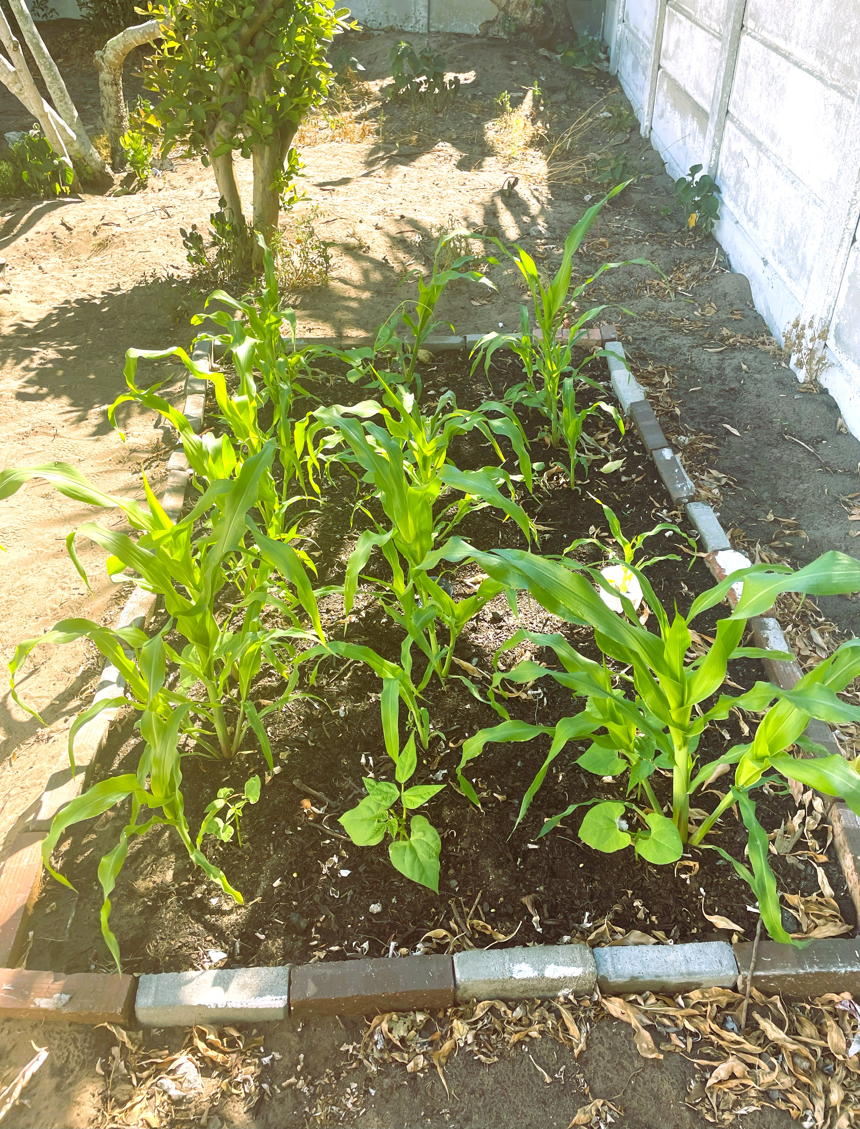 Sweet corn at five weeks after planting