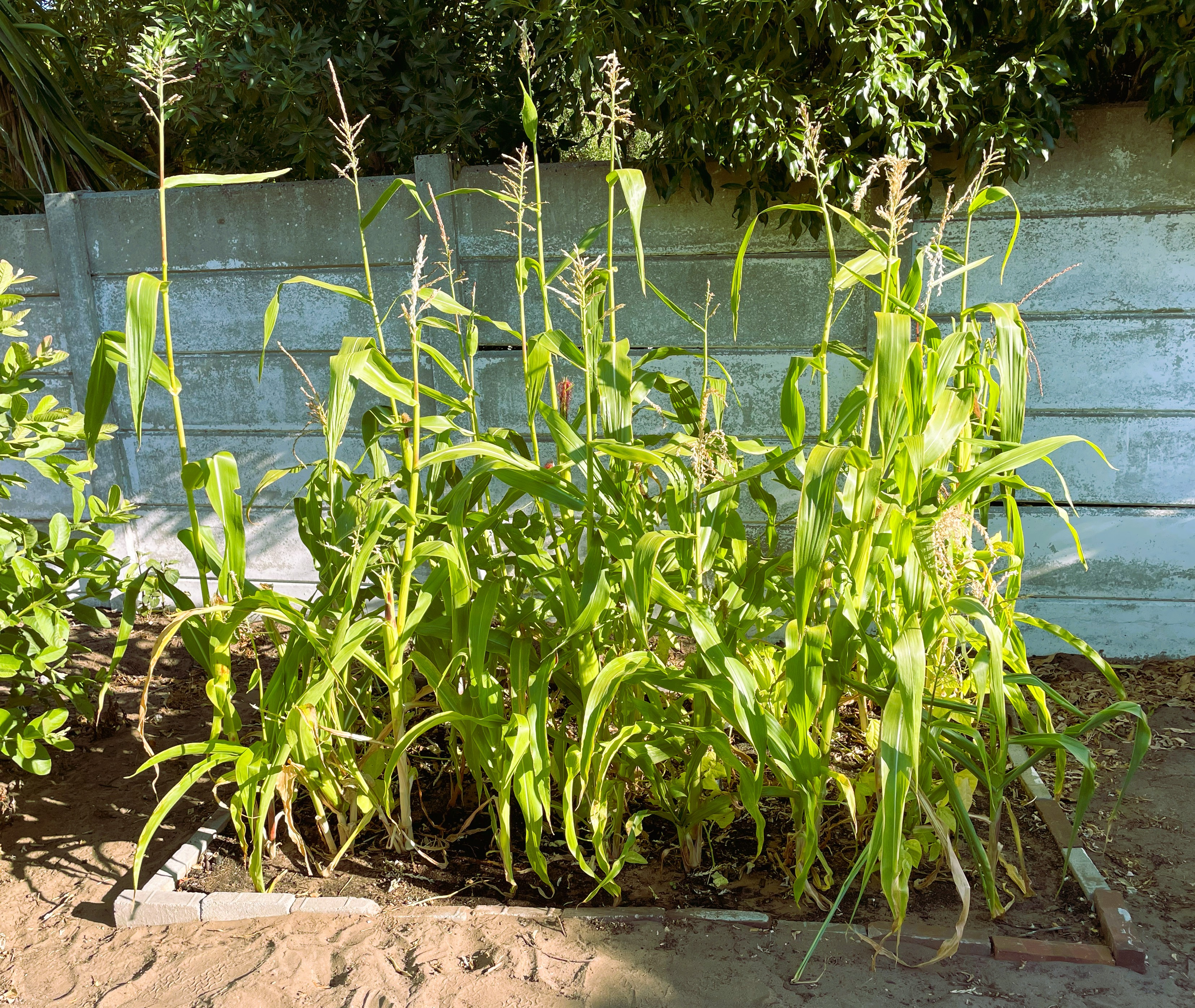 Twelves weeks after planting sweet corn