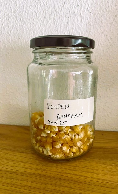 Saving sweetcorn seeds for planting next season