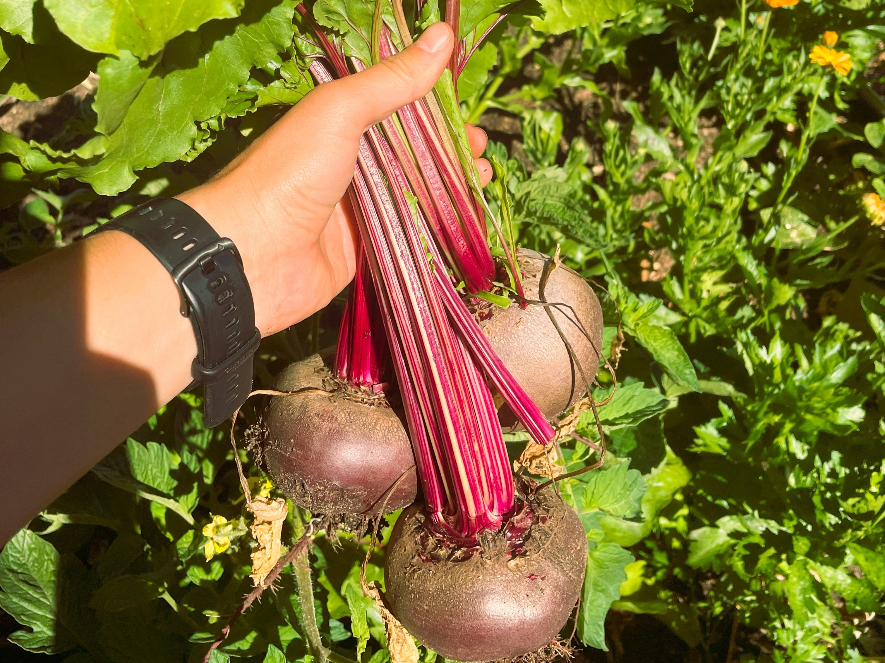 Harvesting three red beet from garden