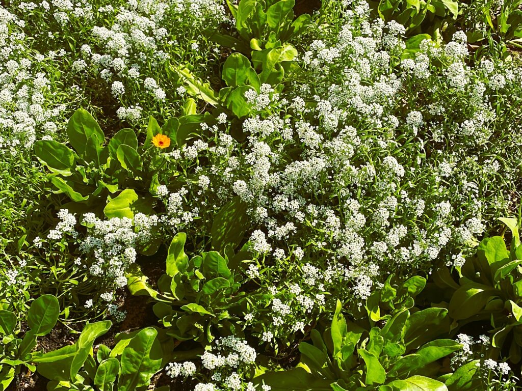 Beautiful White sweet Alyssum growing in garden with Calendula