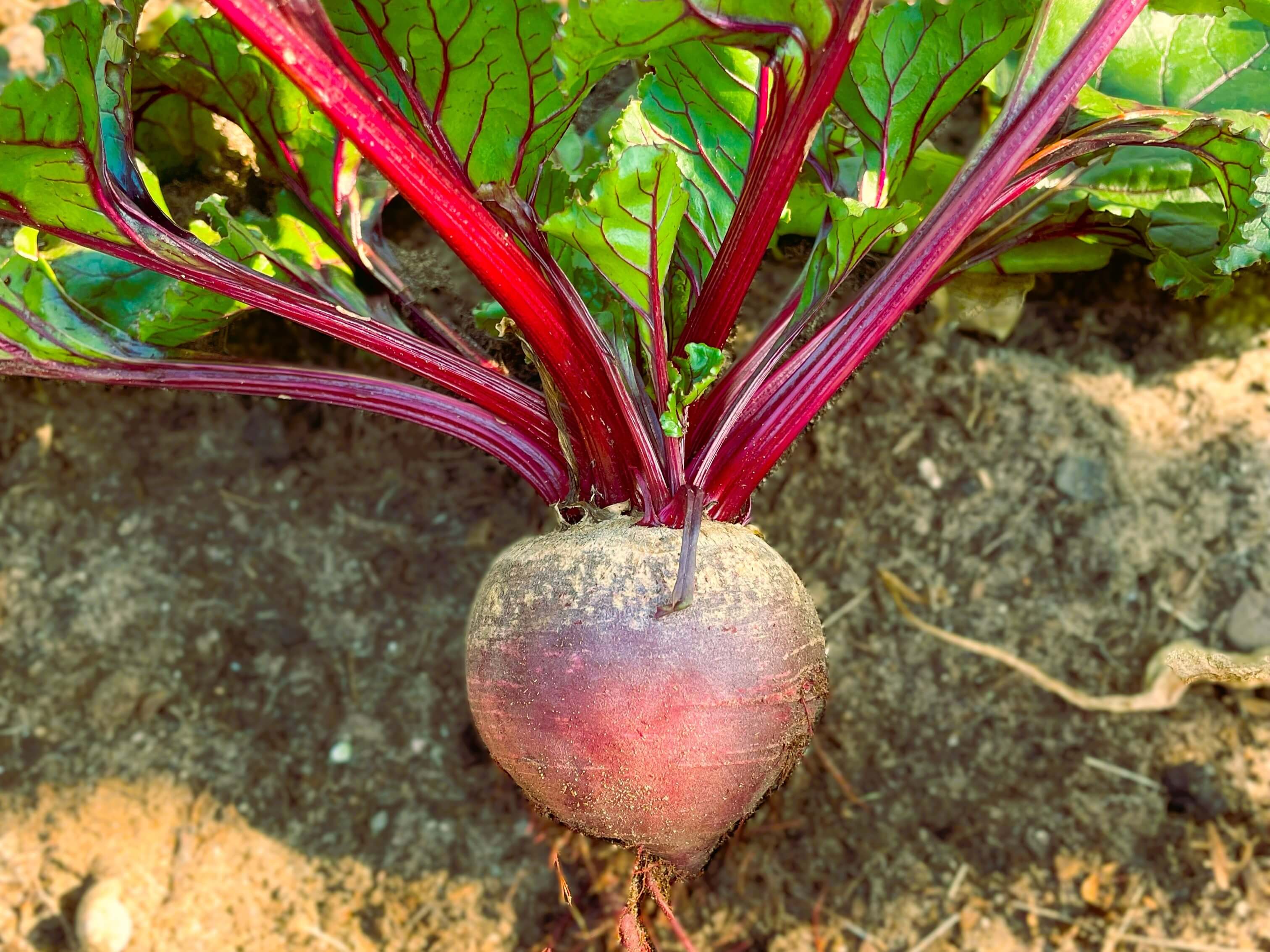 Harvested red beet overcoming germination problems