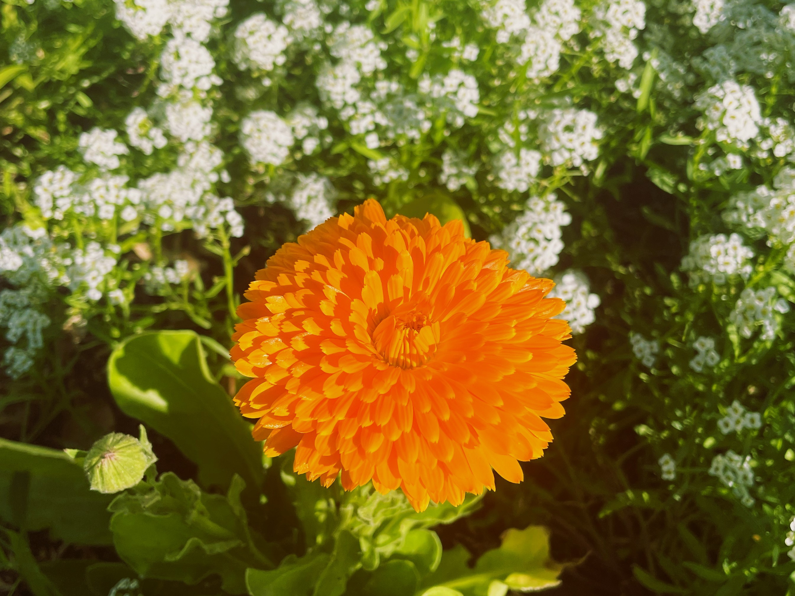 Calendula flower ideal backyard companion