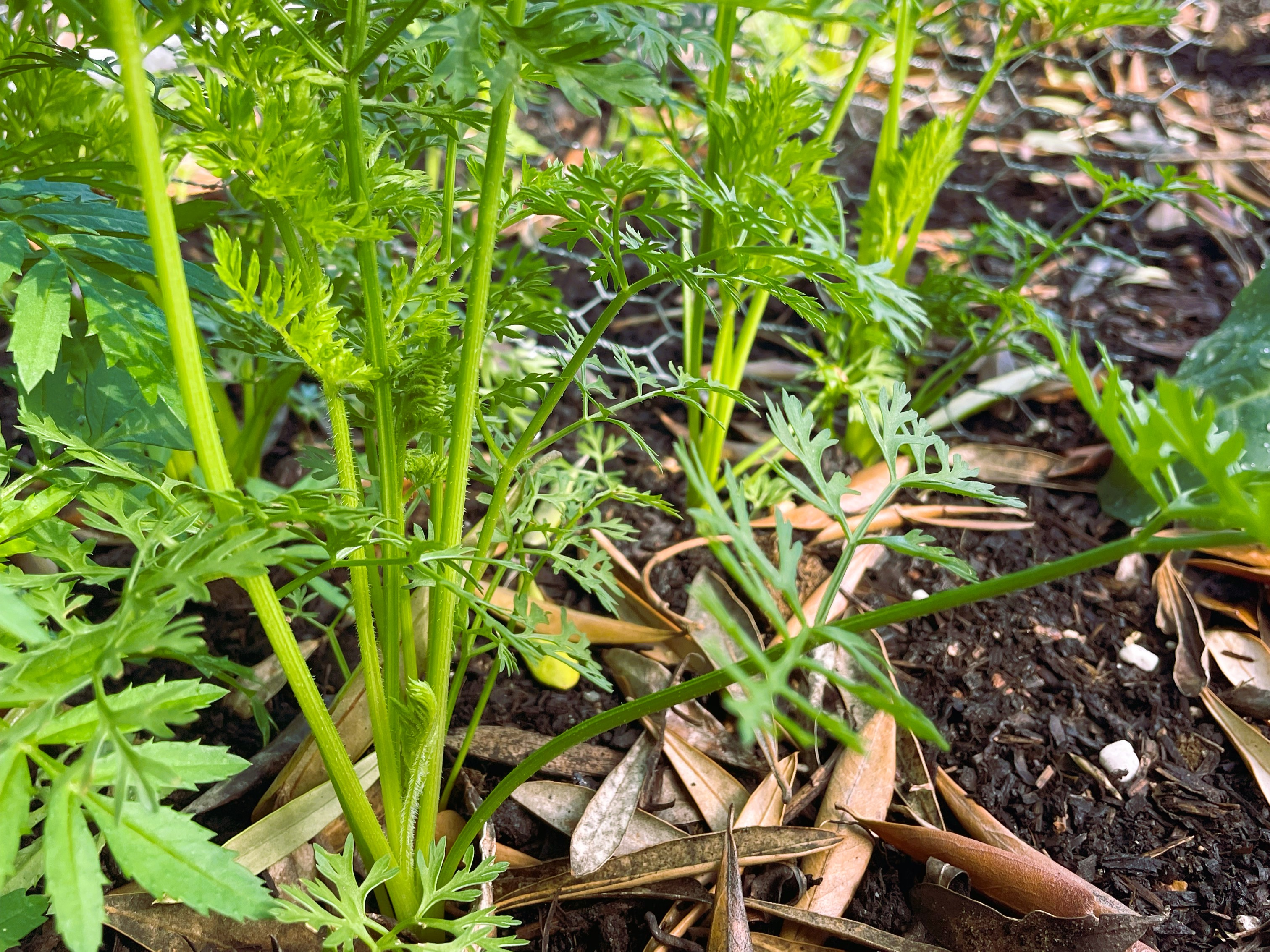 Growing carrots in vegetable garden