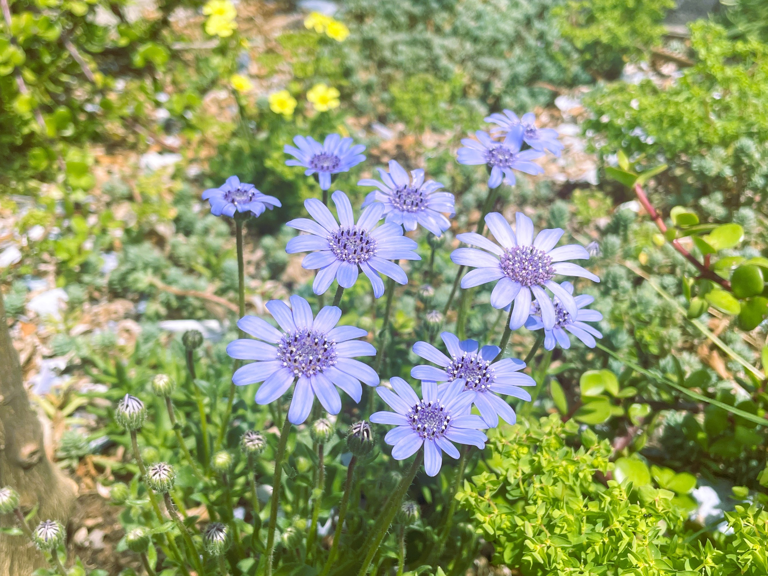 Blue Daisy Felicia grown from seed