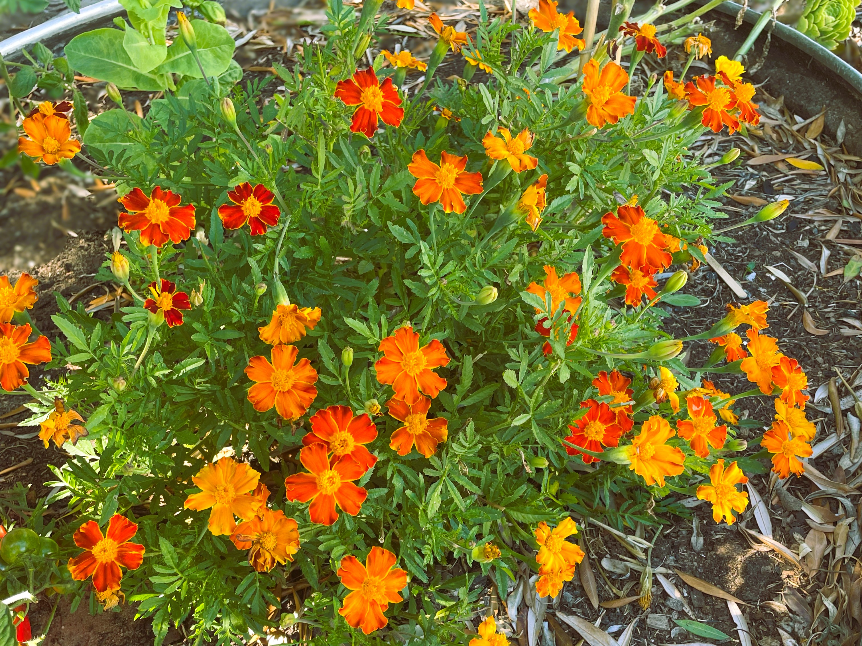 Beautiful French Marigold planted in vegetable raised bed