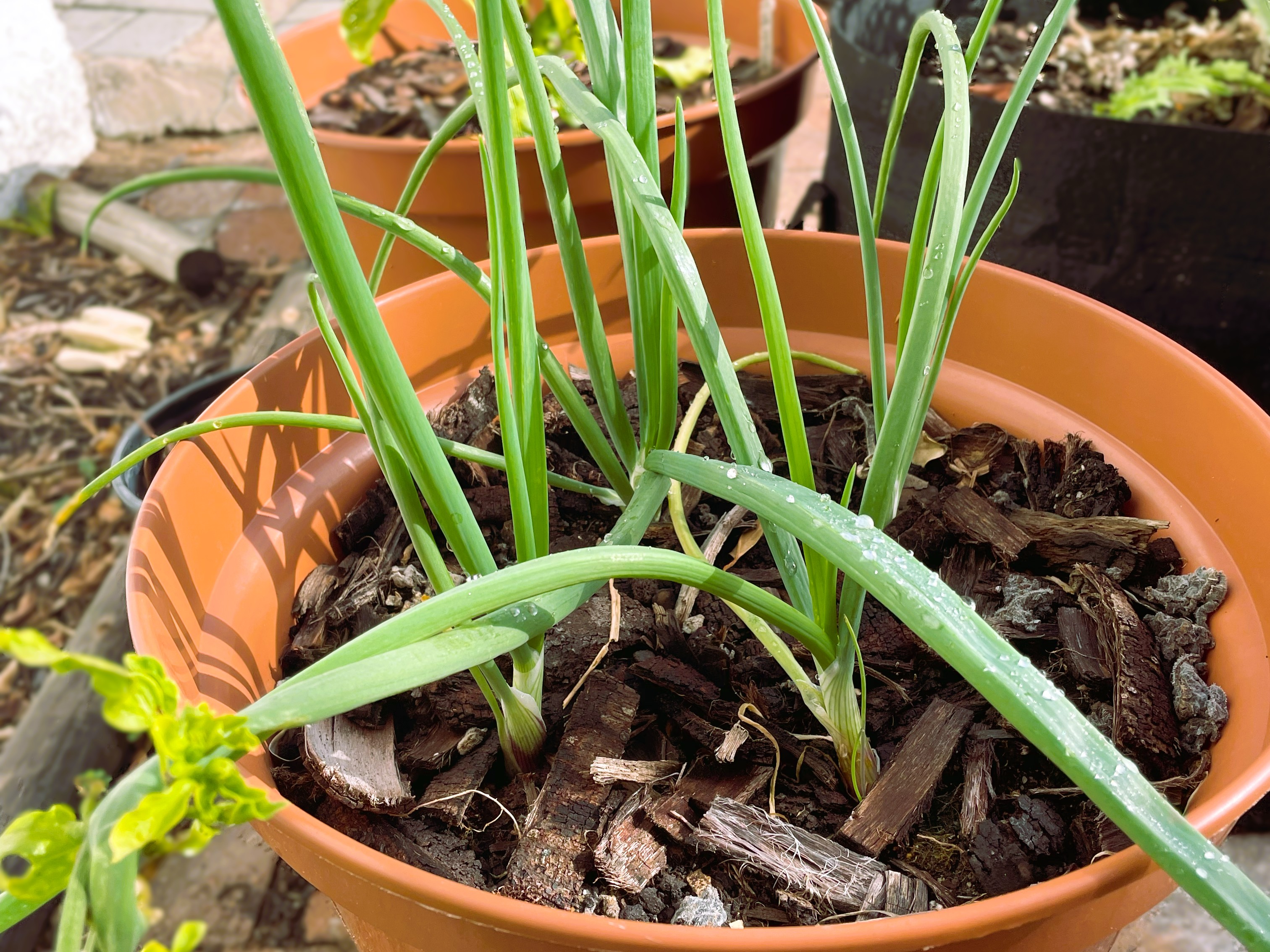 Growing Onions in pots for beginners with small space
