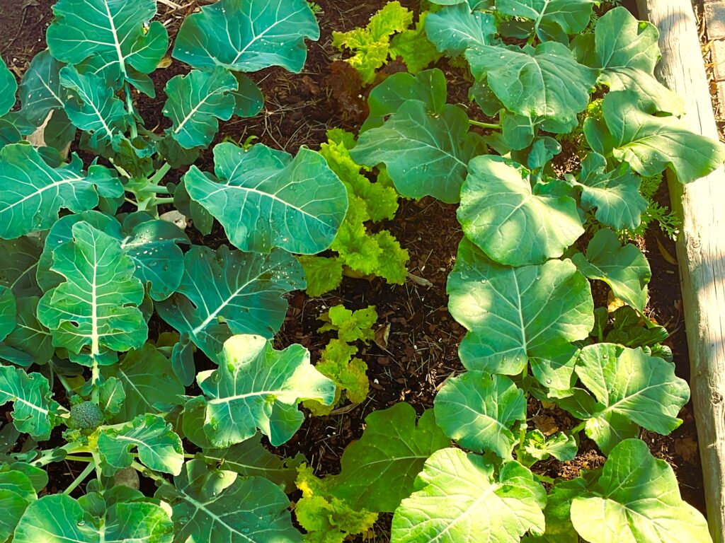 interplanted broccoli with other vegetables for beginners