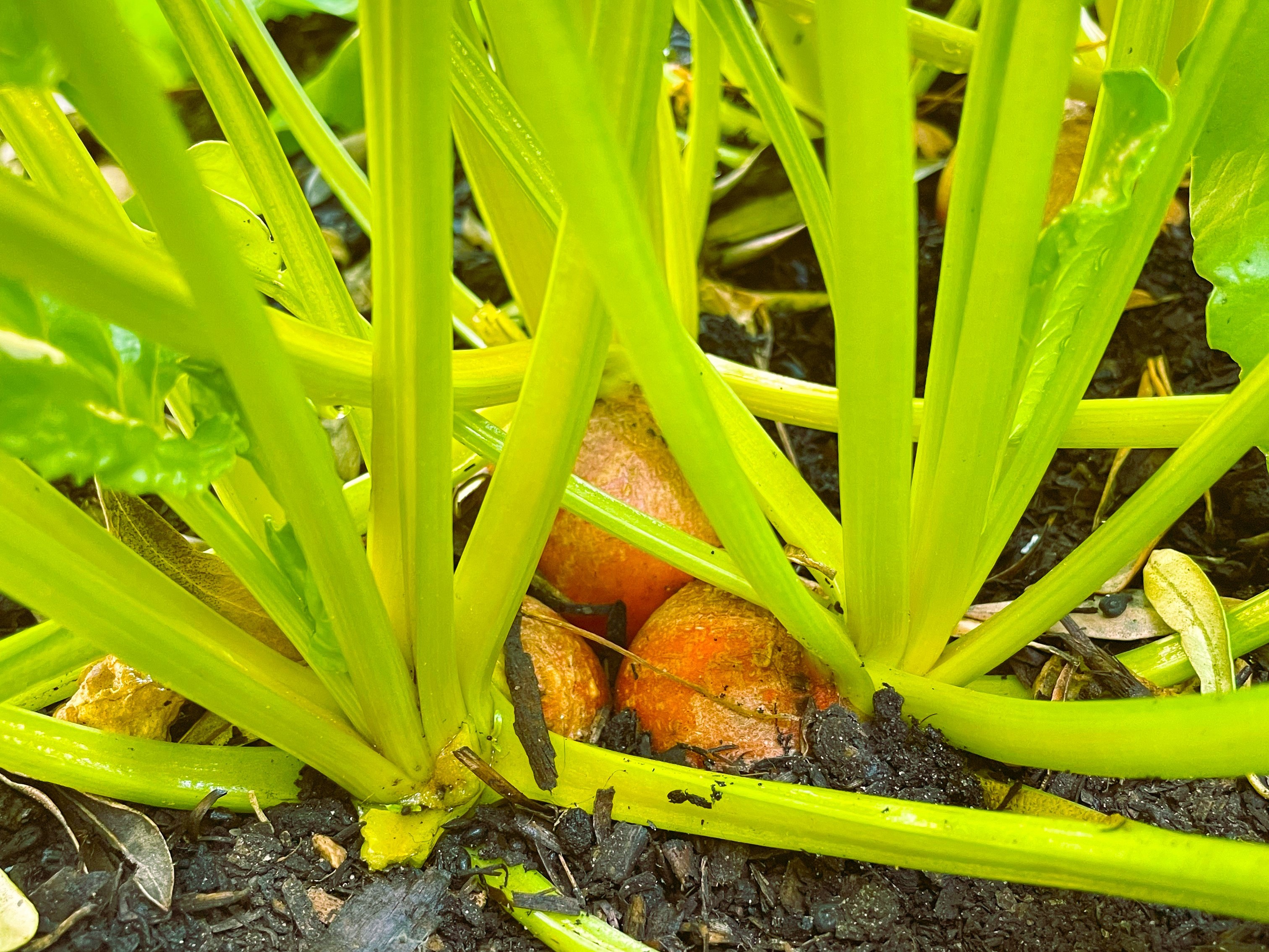 Cluster of Golden Beets growing together in vegetable garden