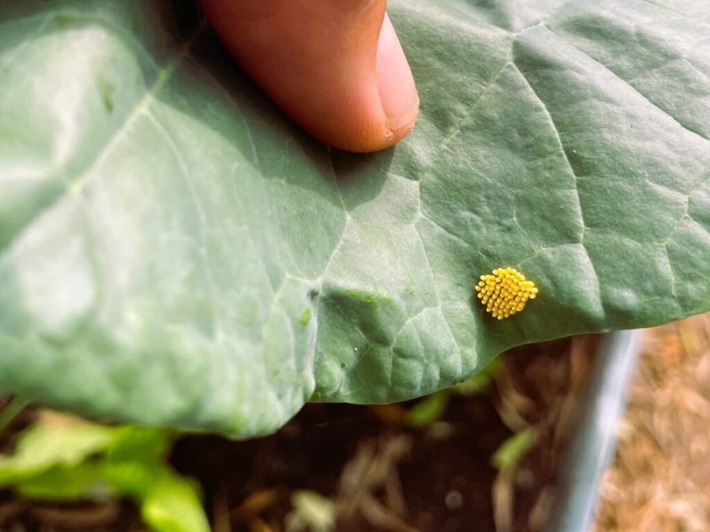 White Butterfly eggs on Brassica leave and how to protect plant