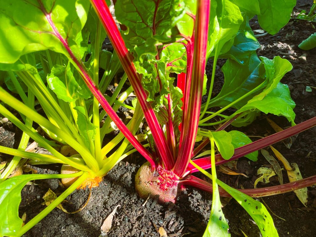 Golden and Red Beet growing next to each other on garden