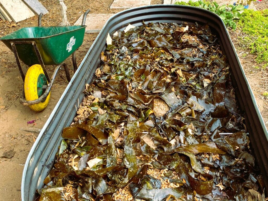 Raised bed filled budget friendly with leaves and kelp for beginners