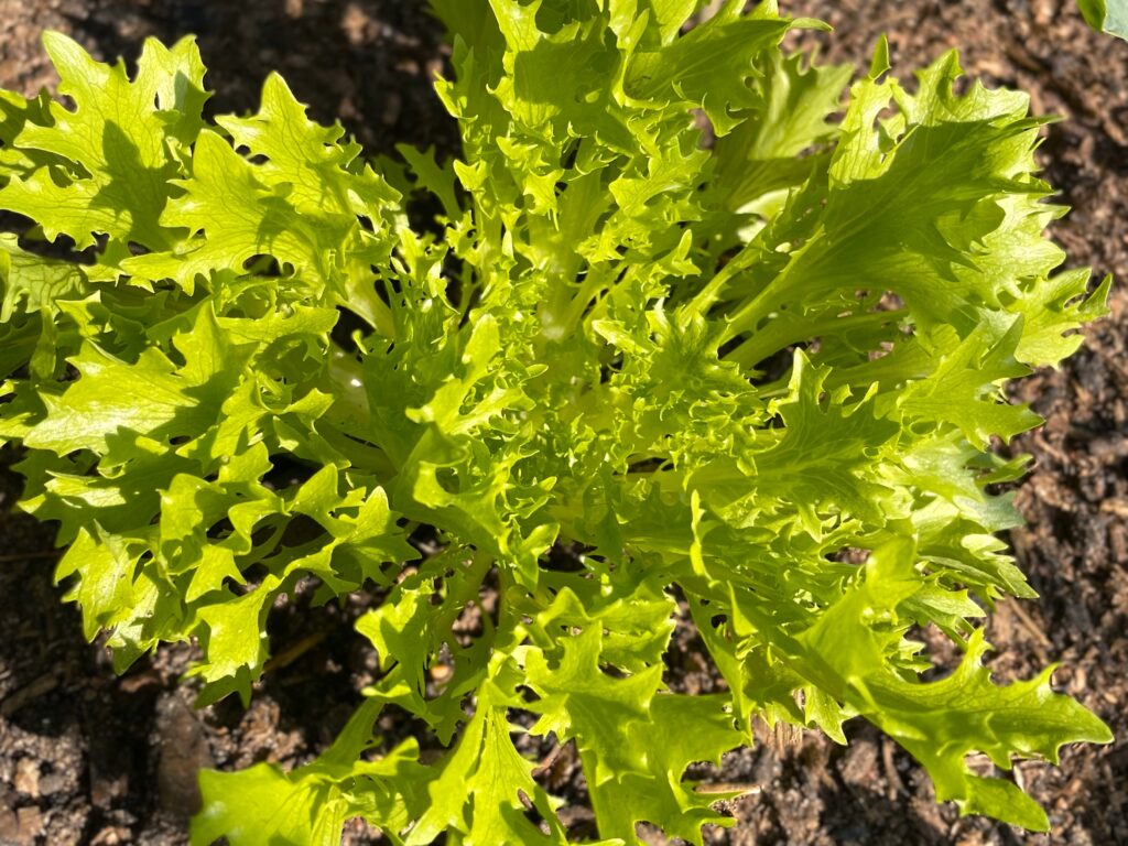Lettuce easy vegetable grown from seed for beginners