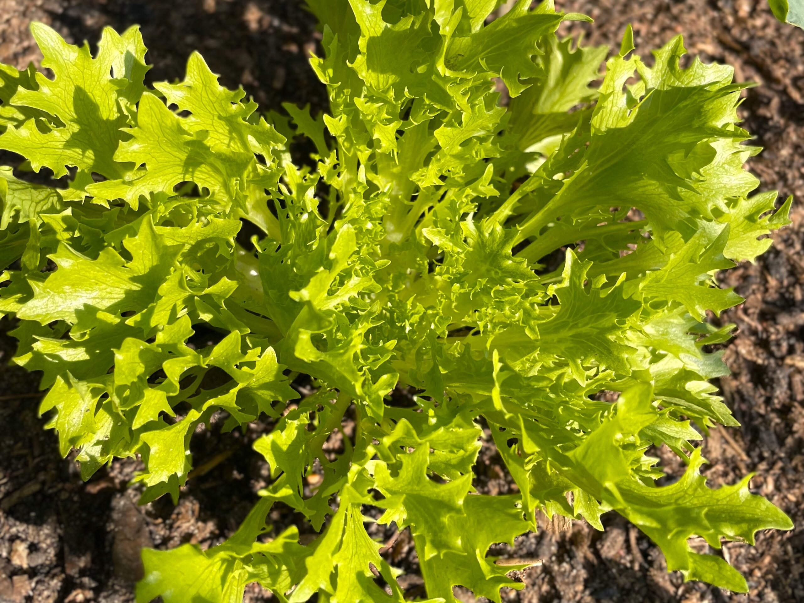 Lettuce easy vegetable grown from seed for beginners