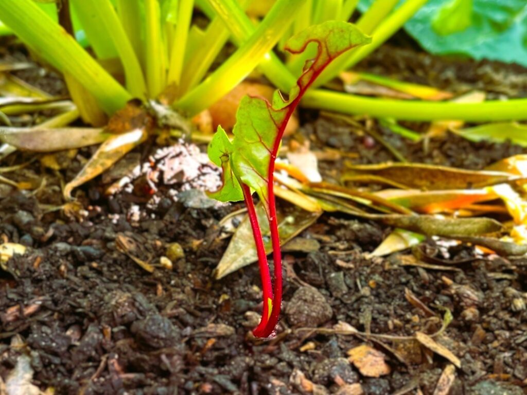 Successfully germinated beet seed to small seedling