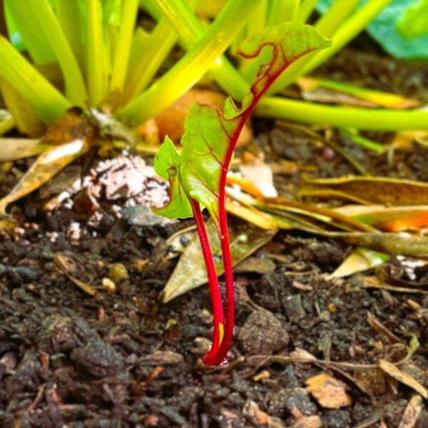 Successfully germinated beet seed to small seedling