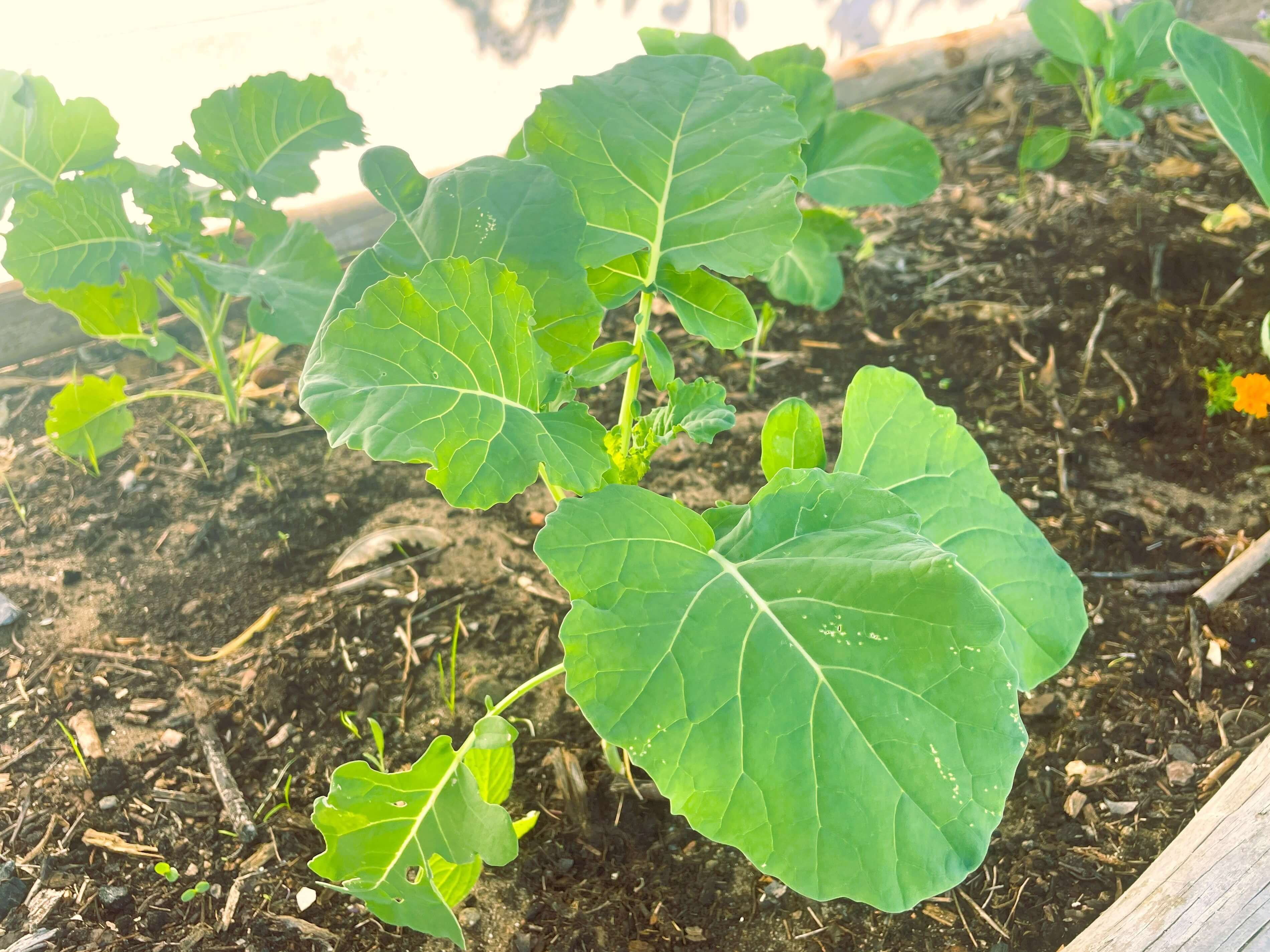 Broccoli seedling in garden