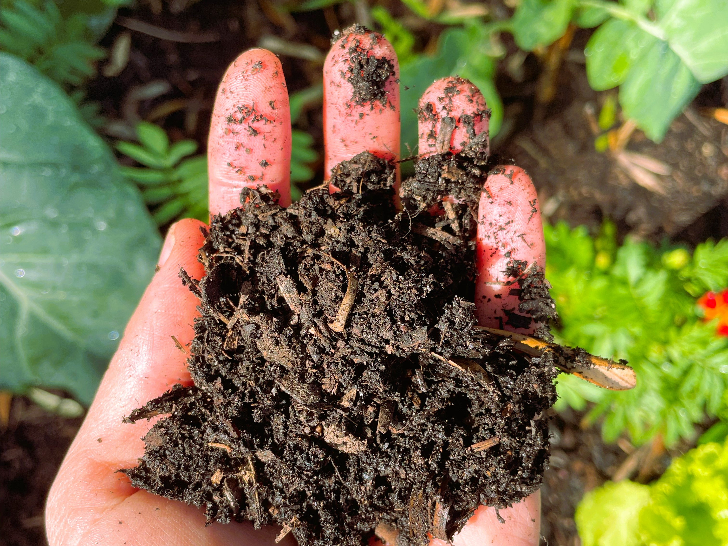 Nutrient rich soil budget friendly for beginner gardeners