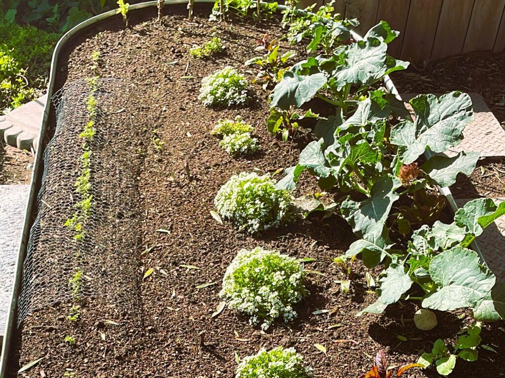 Spaced out plants to avoid beginner gardener mistakes