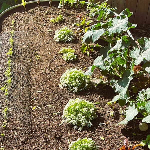 Spaced out plants to avoid beginner gardener mistakes