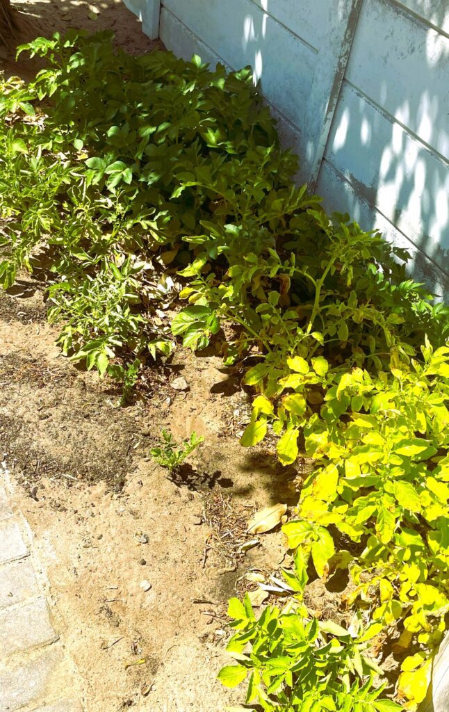 6 varieties of potatoes 11 weeks after planting