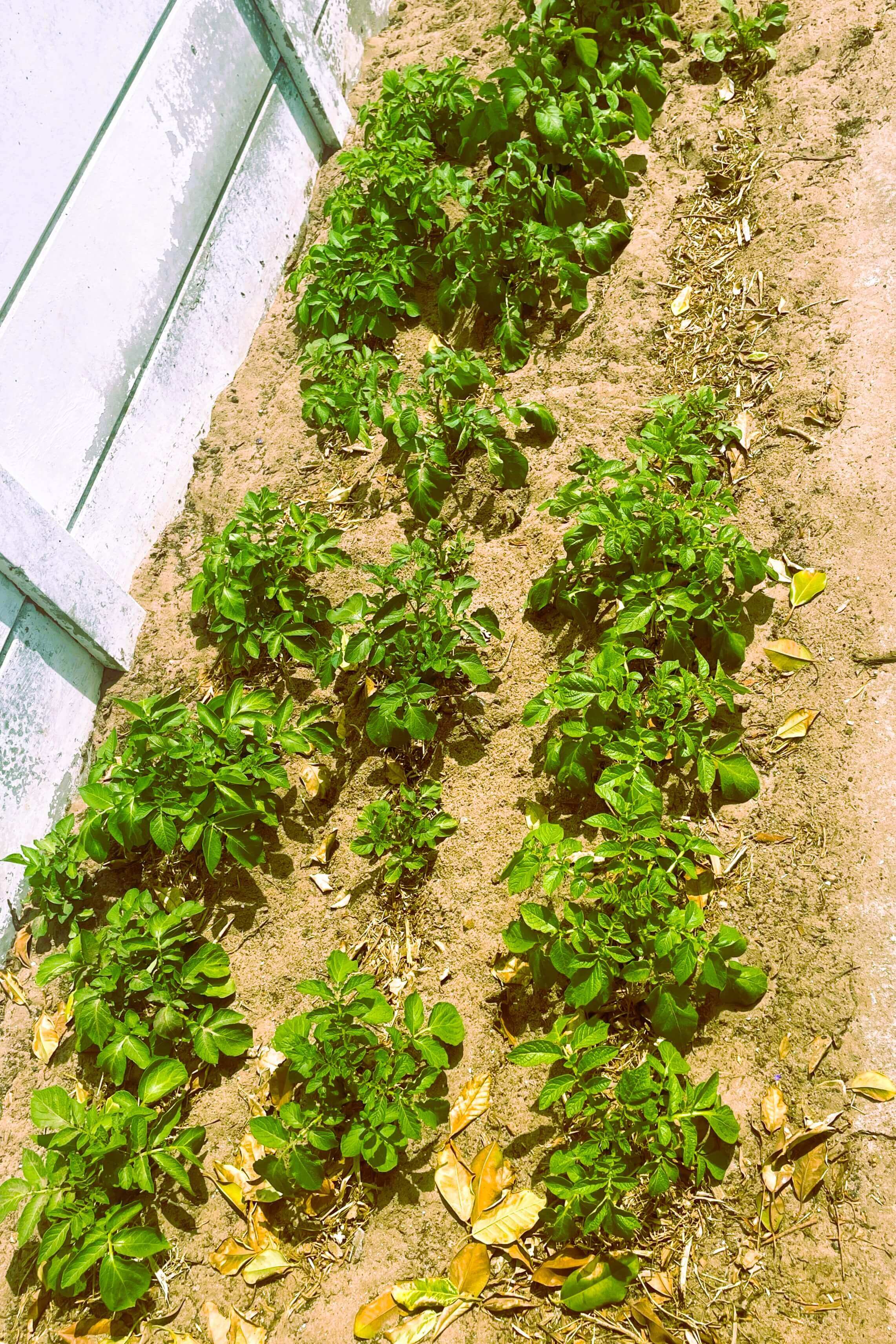 6 varieties of Potatoes five weeks after planting