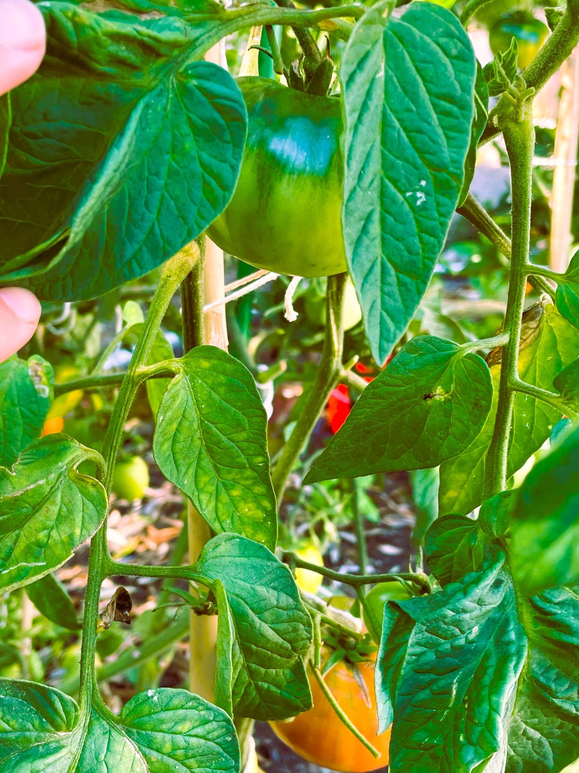 Tomato of the variety Brandywine pink ripening on the plant. Homegrown.