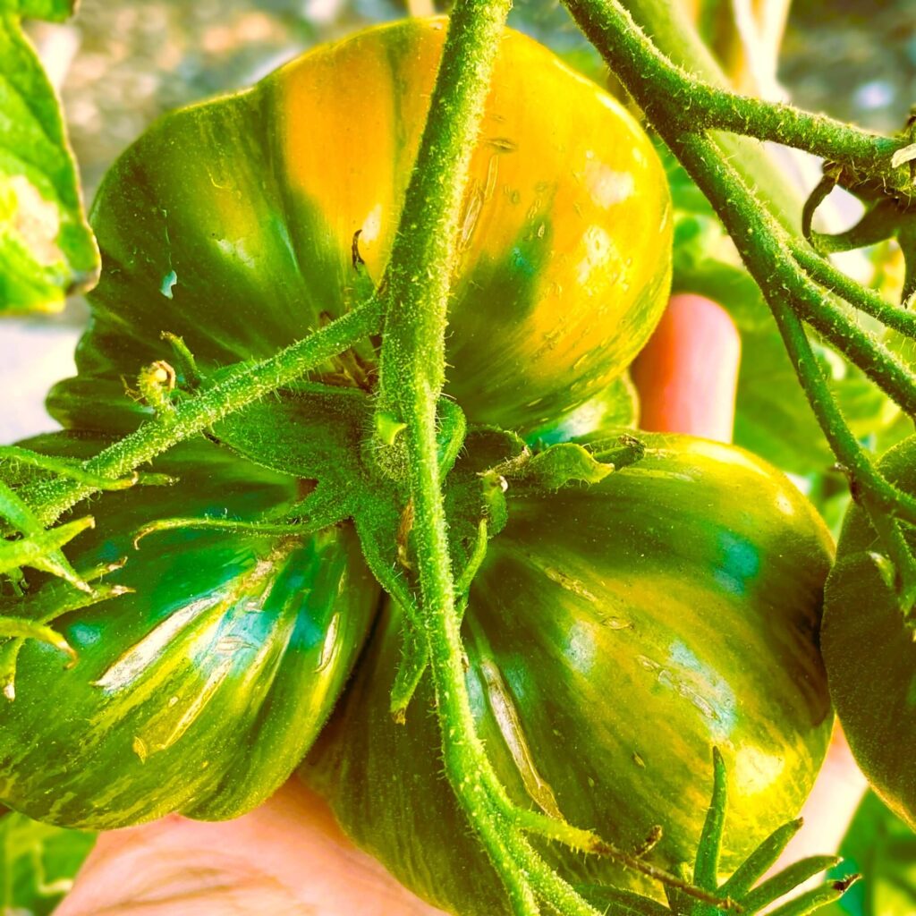 Tomato variety Copia ripening on the plant to bright orange. Homegrown in garden