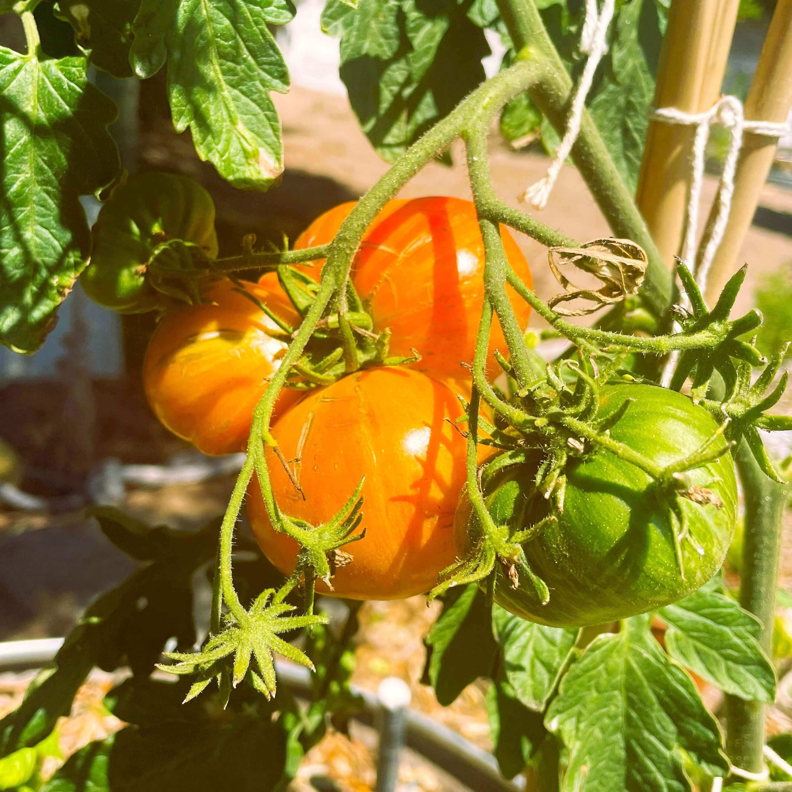 Tomato variety Copia ripening on the plant to bright orange. Homegrown in garden