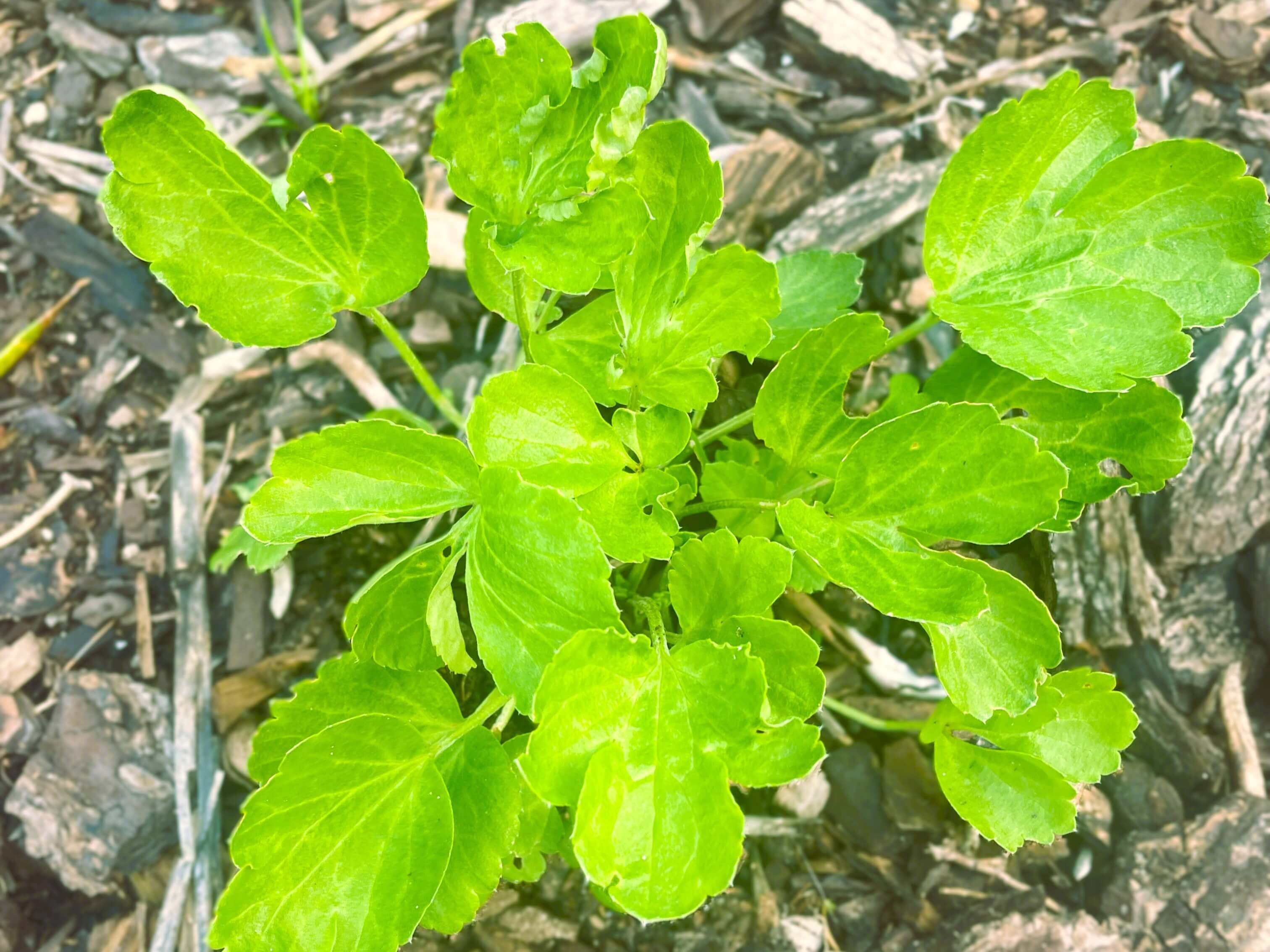 Ranunculus coming up from the ground in mid winter. first signs of spring flowers emerging