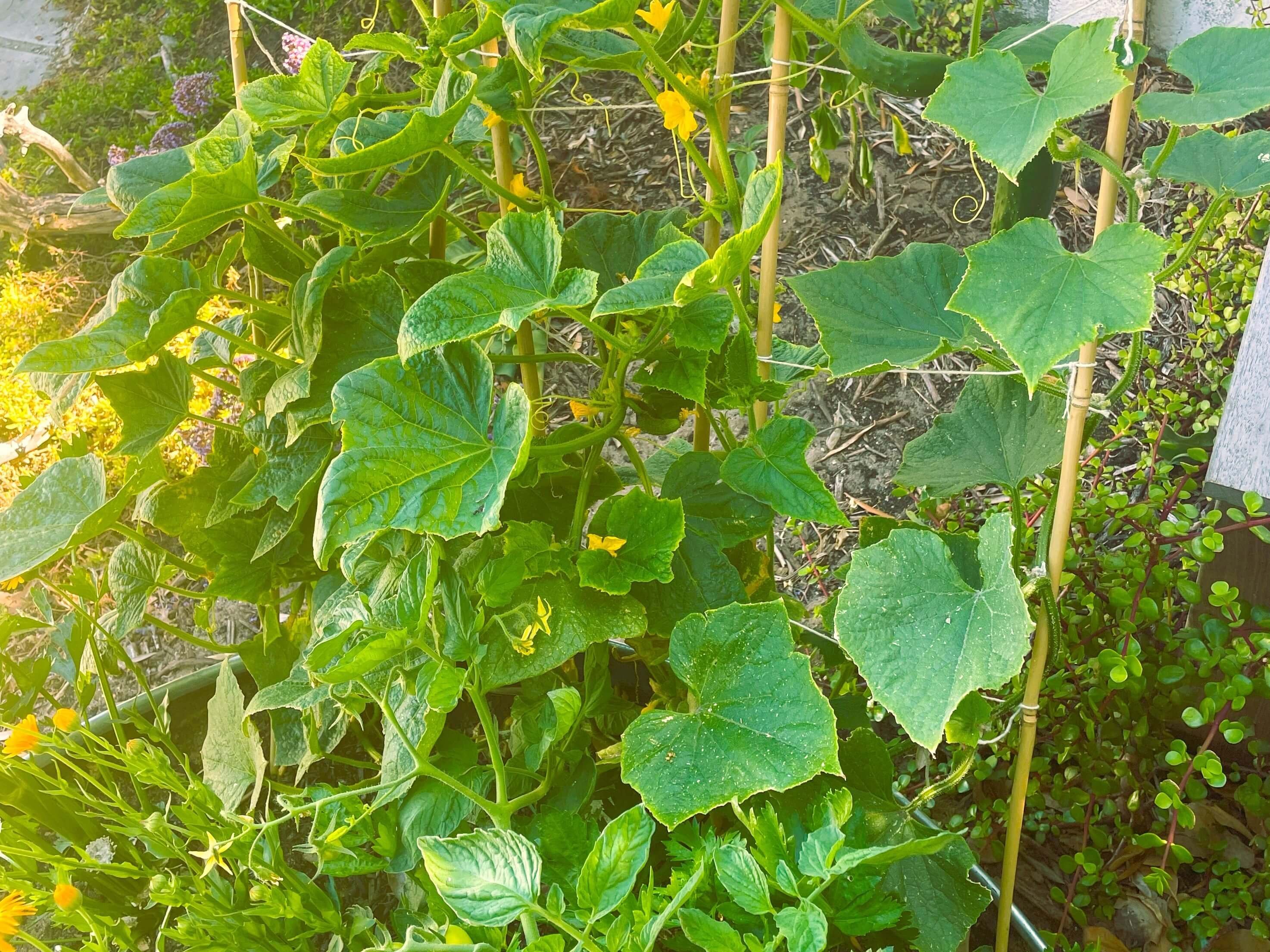 Cucumber growing on trellis fruit stung by fruit fly