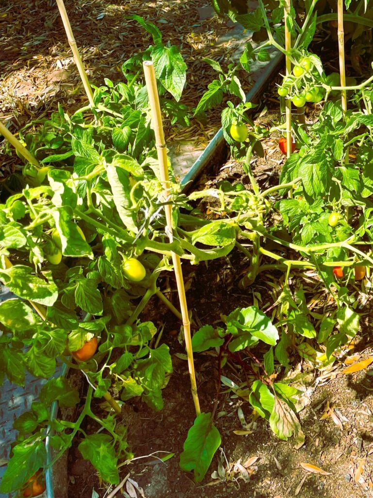 Determinate paste tomato variety growing in raised garden bed.