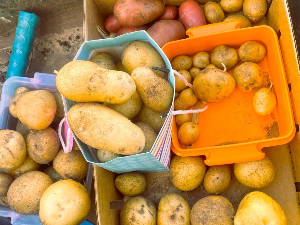 How to grow potatoes at home. Harvesting 6 different varieties