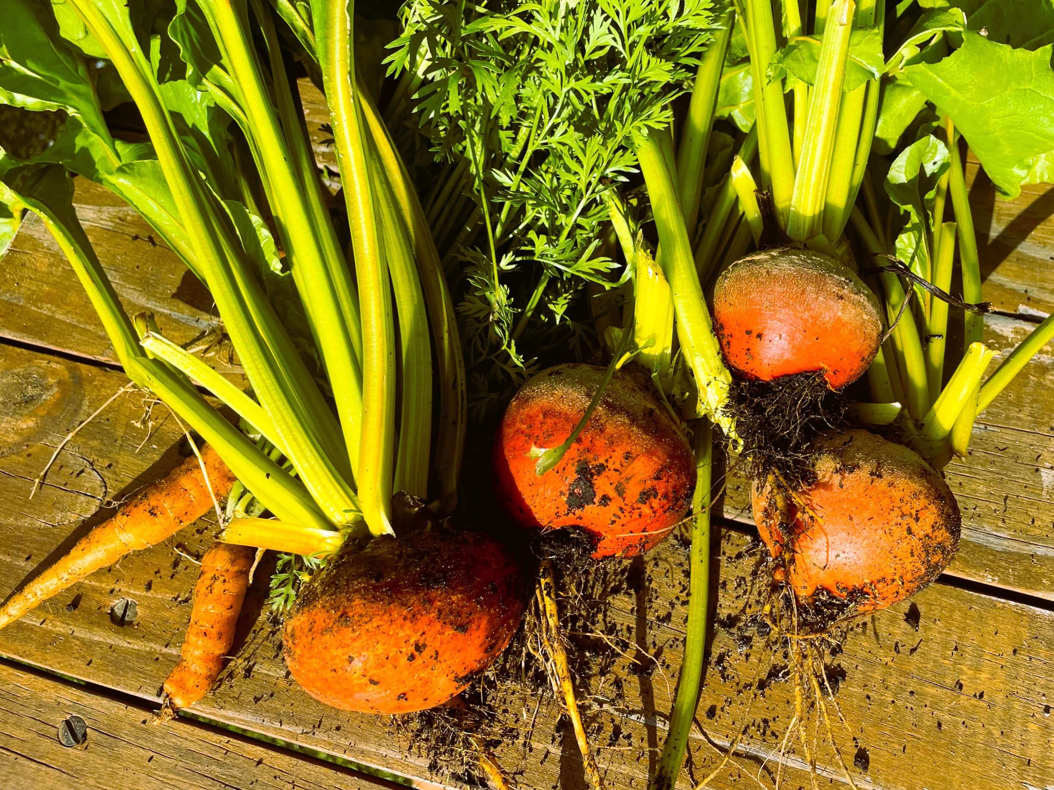 Winter garden harvest of carrots and golden beetroots.