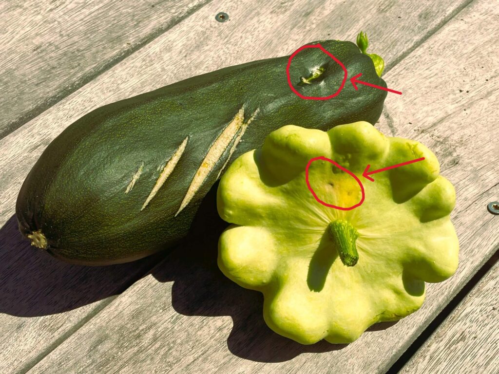 Green Zucchini and Patty Pan squash stung by pumpkin fly or cucurbit fruit fly