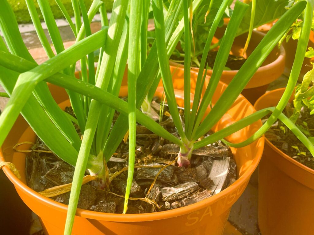 Red onions growing in pot. further along than in ground onion plantings