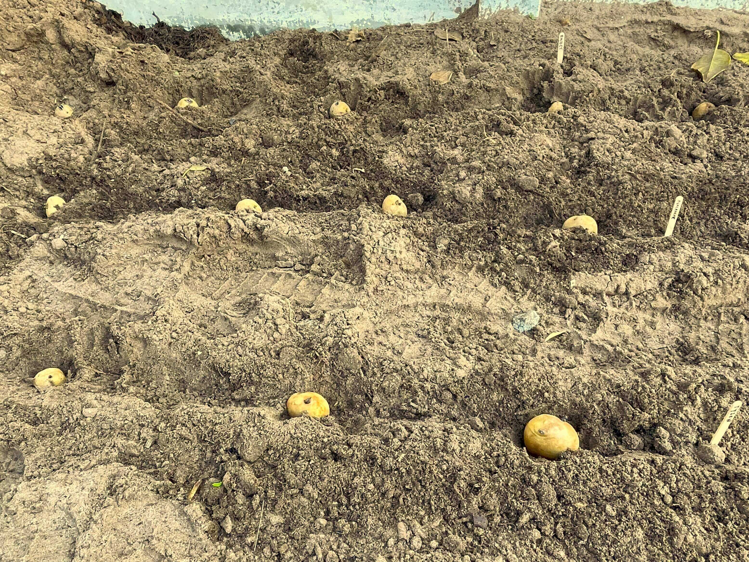 How to plant seed potatoes in sandy soil with compost