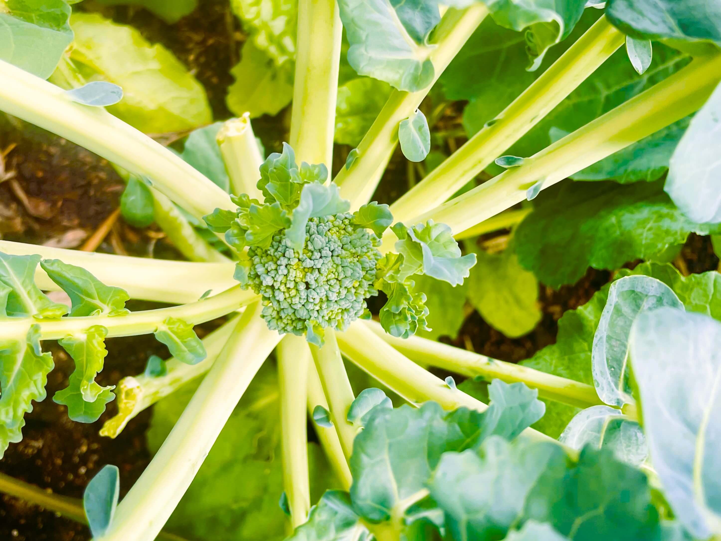 small broccoli head forming on plant. Harvest as long as it stays firm