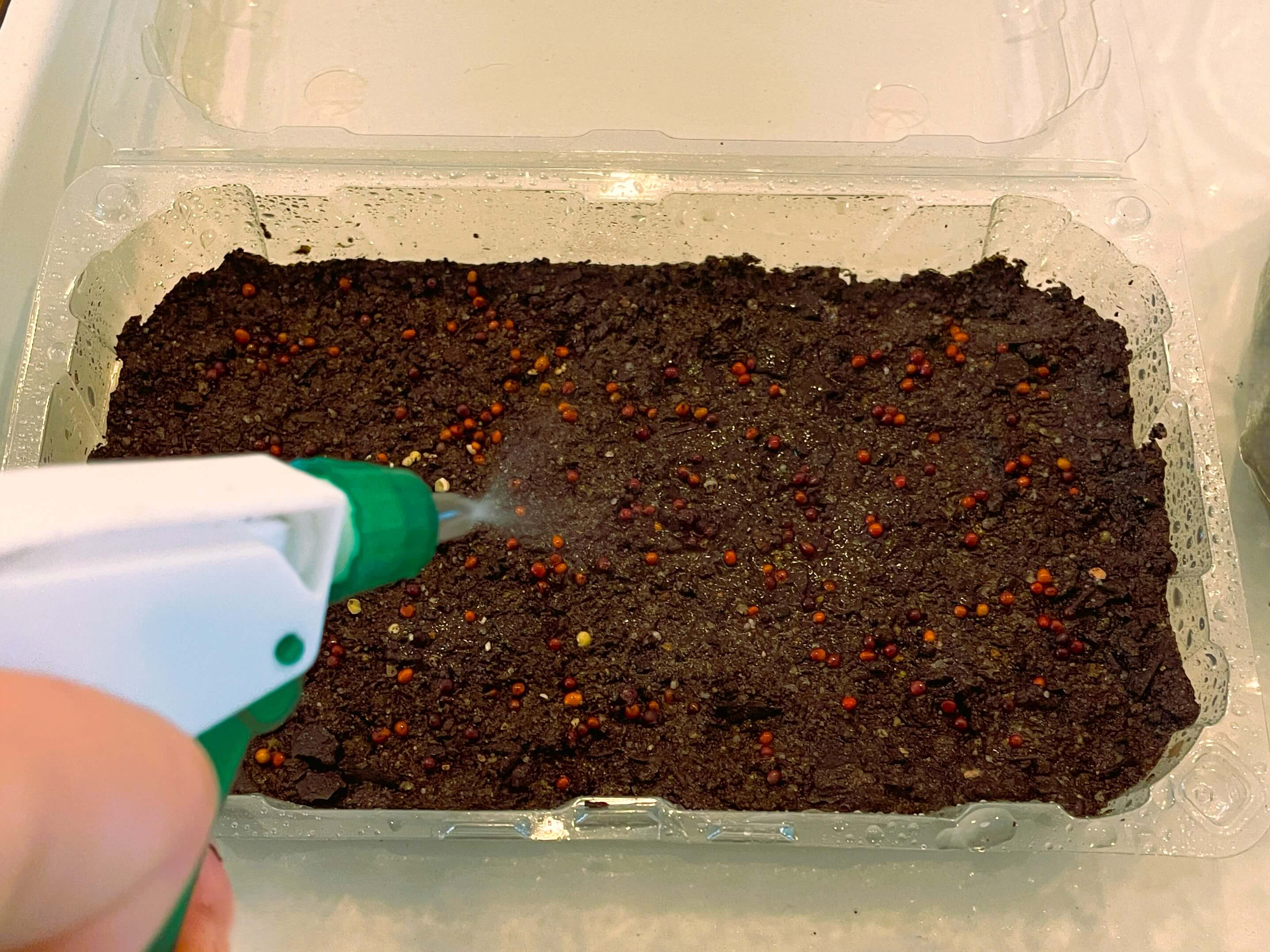 Watering in broccoli seeds to grow microgreens