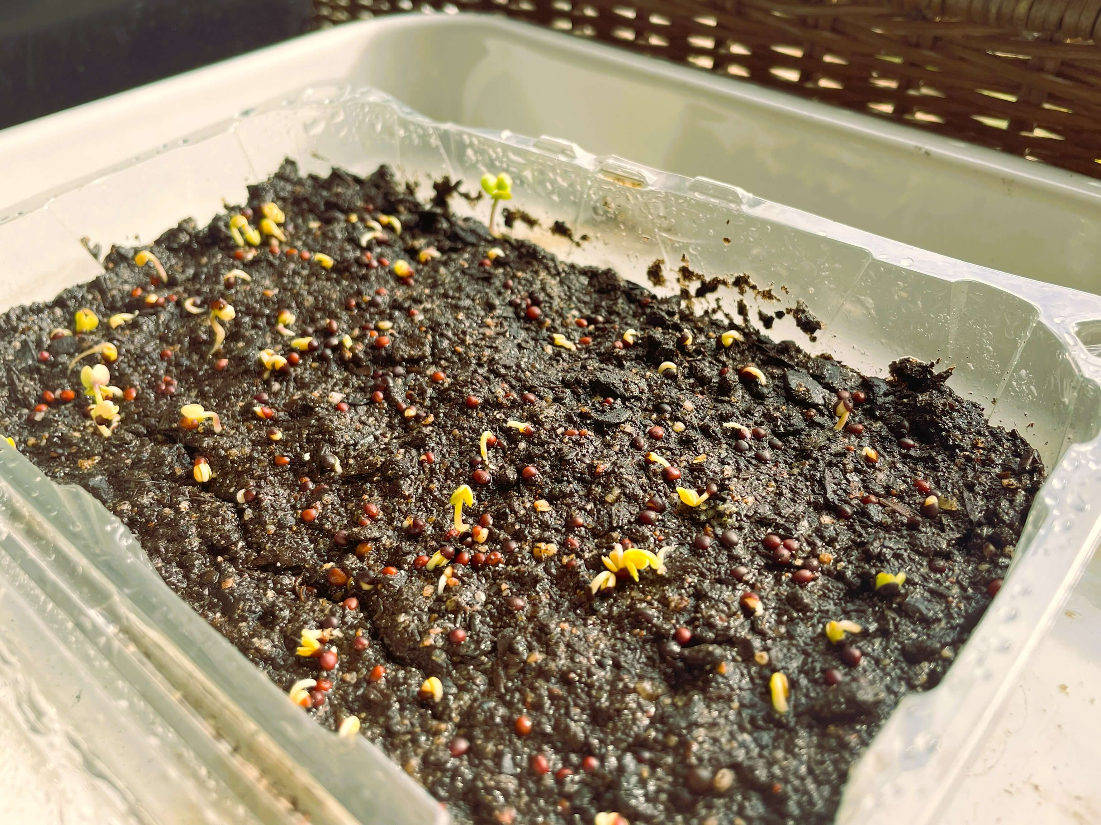Sprouted broccoli seeds for growing microgreens