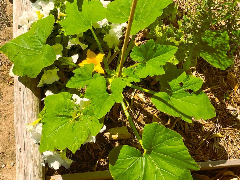 Patty Pan Squash growing up on stake