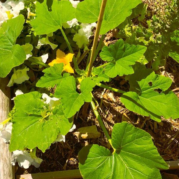 Patty Pan Squash growing up on stake