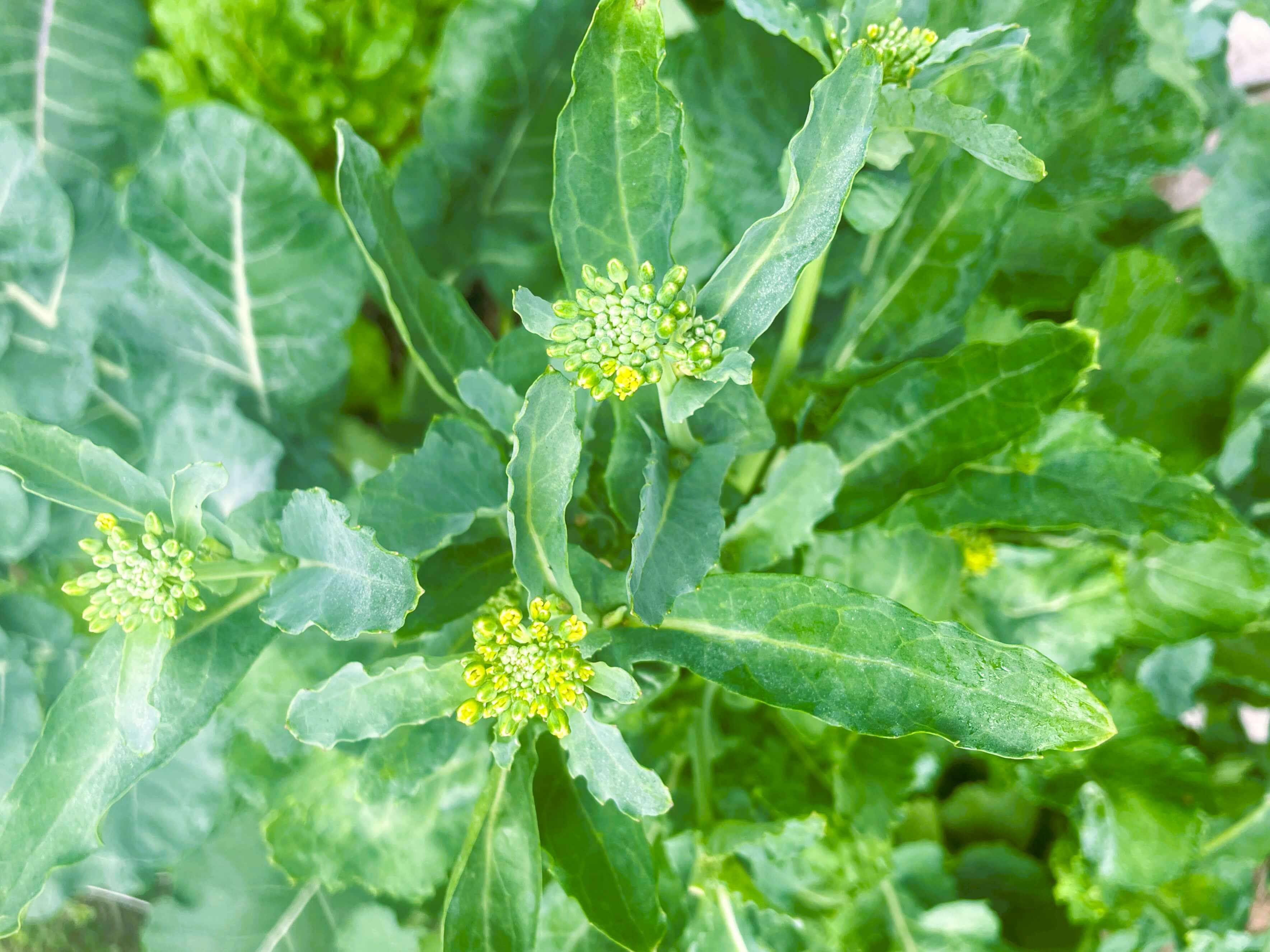 Three broccoli florets yellowing and flowering. they can still be harvested and are edible