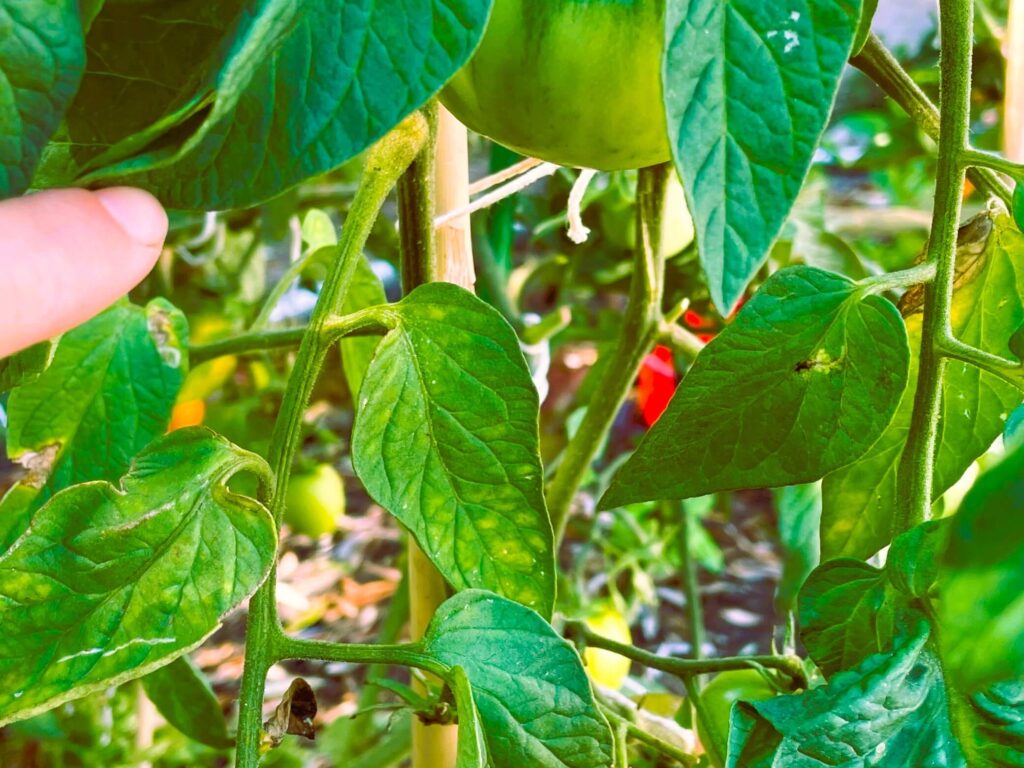 Tomato plant with common damage on leaves