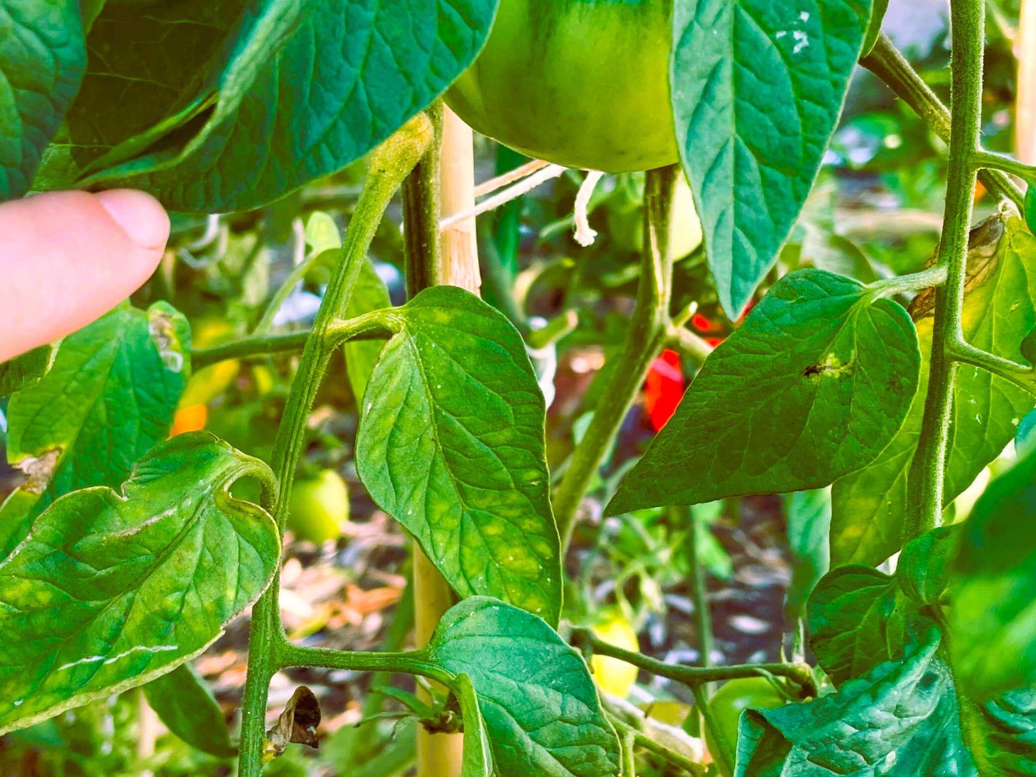 Tomato plant with common damage on leaves