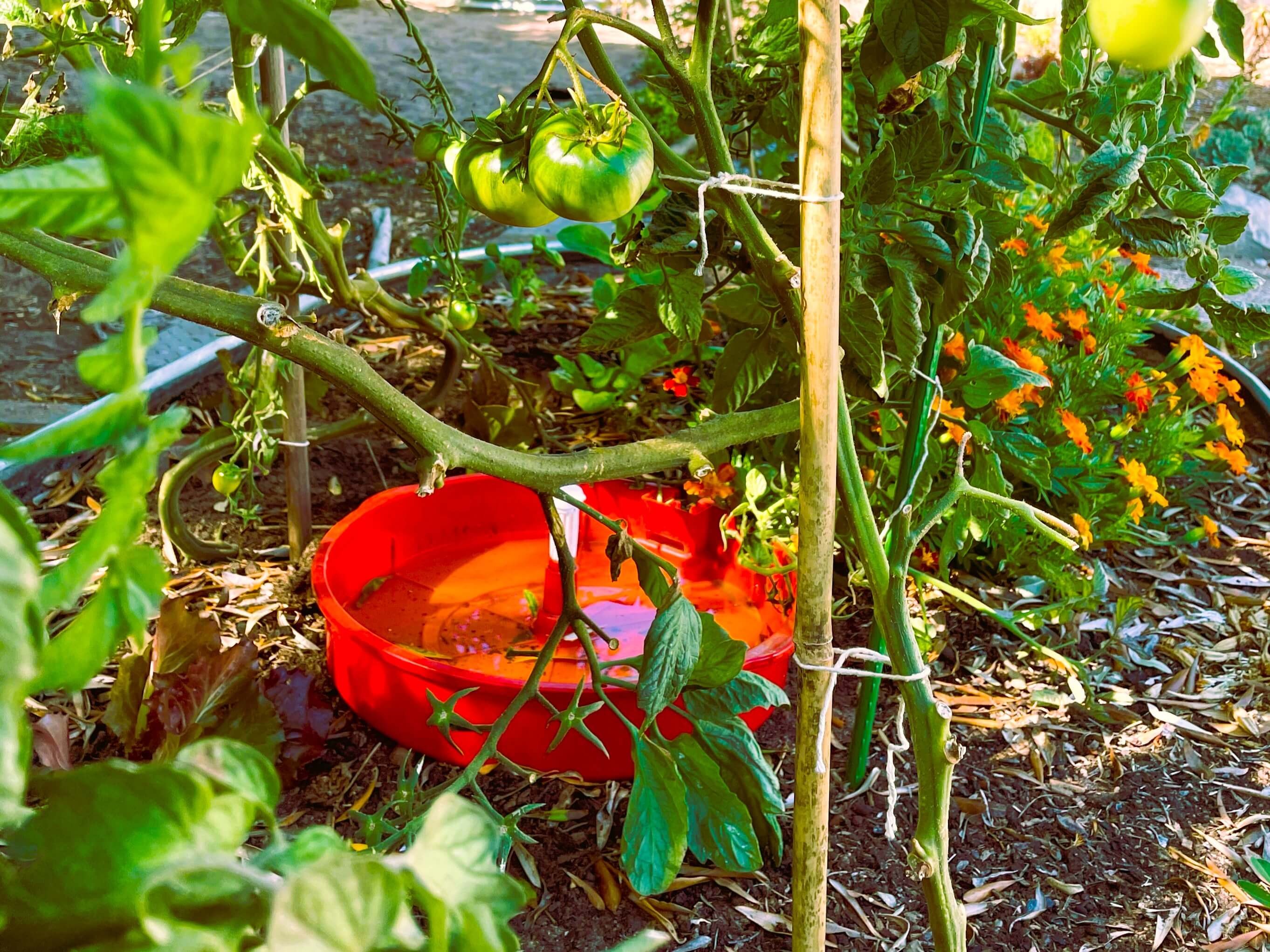 Tomato leaf miner lure and trap