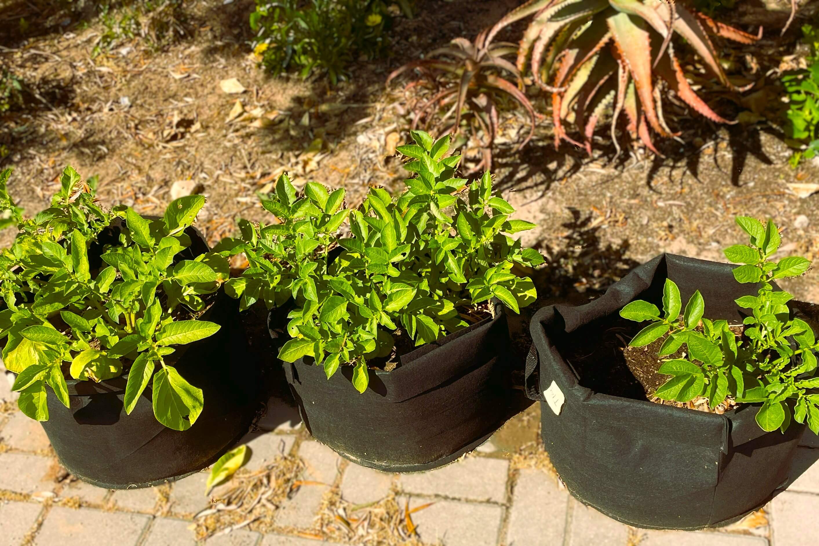 Growing potatoes in Grow Bags at home